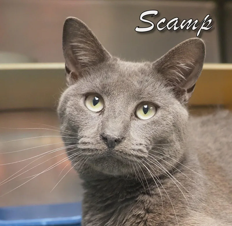 An adult medium-sized male Domestic Short Hair cat named Scamp for adoption in Cape May Court House, NJ