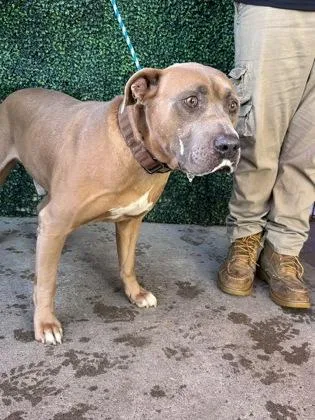 An adult large-sized male Brown / Chocolate Pit Bull Terrier dog named 61849061 for adoption in El Paso, TX