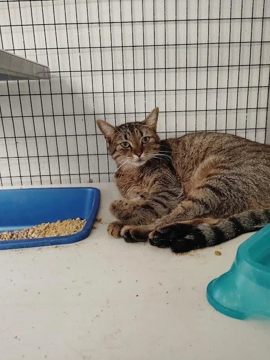 A young medium-sized female Domestic Short Hair cat named Scarlet for adoption in Republic, MO