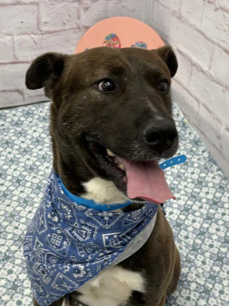 An adult medium-sized male Mixed Breed dog named San Blas for adoption in Detroit, MI