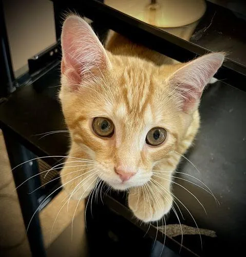 Tofu