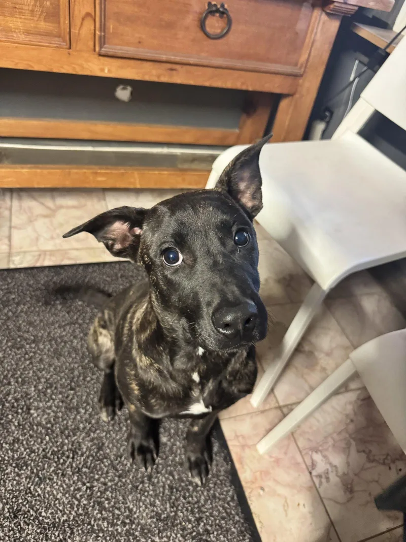 A young medium-sized male Labrador Retriever dog named Charlie for adoption in Leavenworth, KS