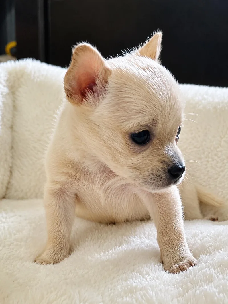 Bitty Bean thumbnail 2