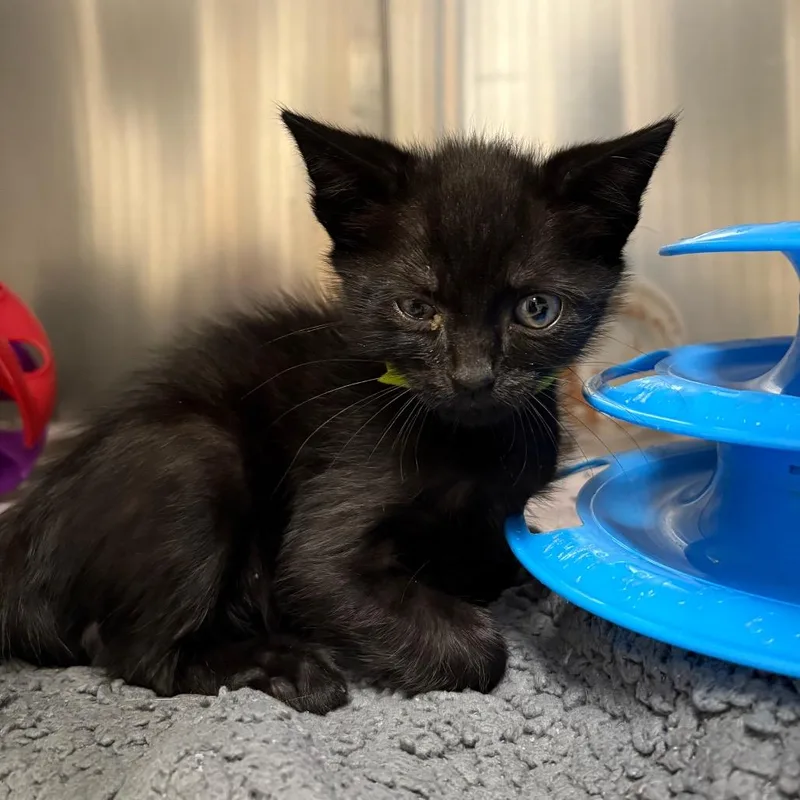 A baby small-sized male Black Domestic Short Hair cat named Harry for adoption in Milton, FL