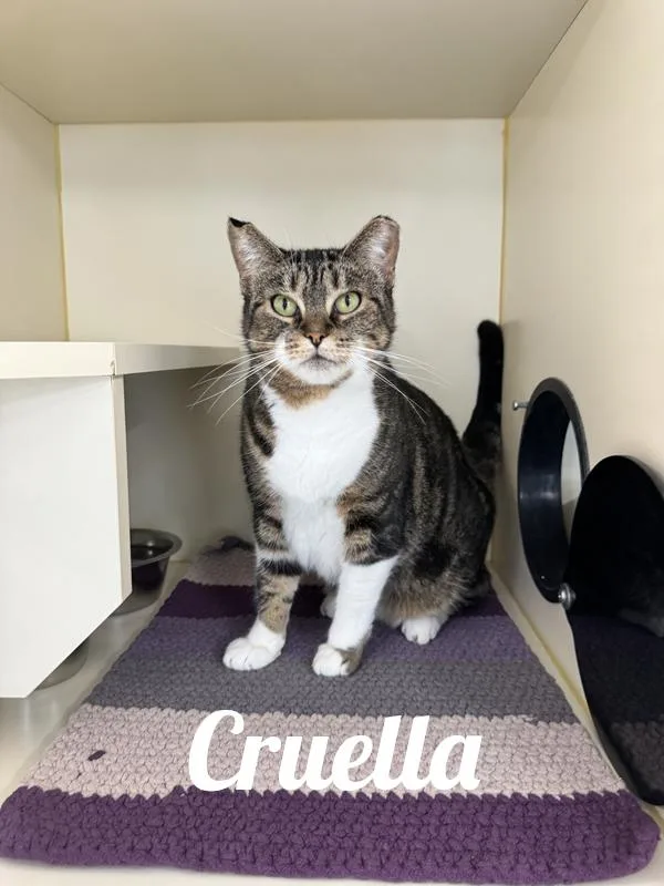 An adult medium-sized female Tabby (Brown / Chocolate) Domestic Short Hair cat named Cruella for adoption in Manistee, MI