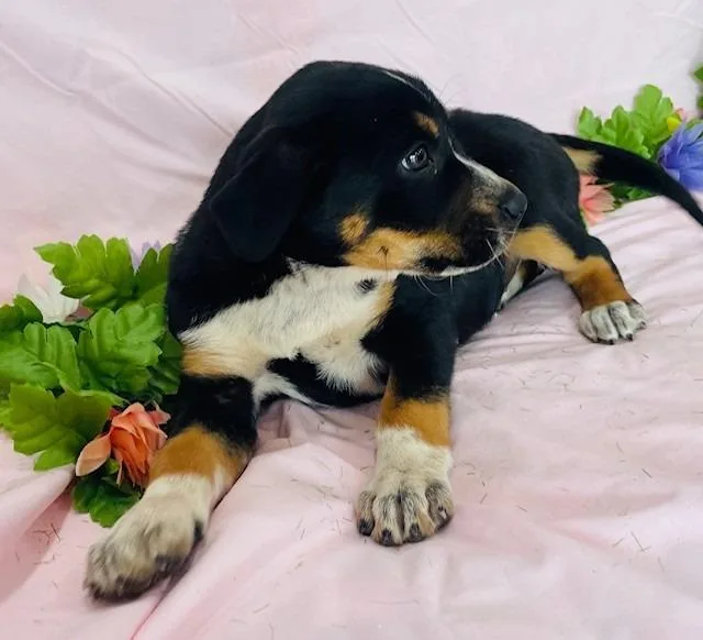 A baby medium-sized female Hound dog named Lady for adoption in Warrenton, NC