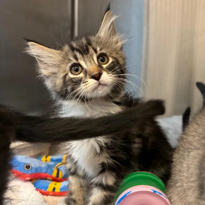 A baby small-sized female Brown / Chocolate Domestic Long Hair cat named Shelly for adoption in Washington Township, OH