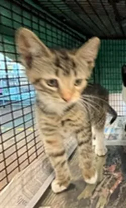 A baby small-sized female Domestic Short Hair cat named Eden for adoption in Van Nuys, CA