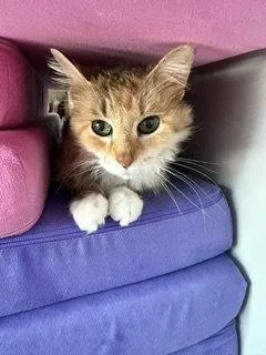 A young medium-sized female Domestic Medium Hair cat named Sparkle Toes for adoption in Cincinnati, OH