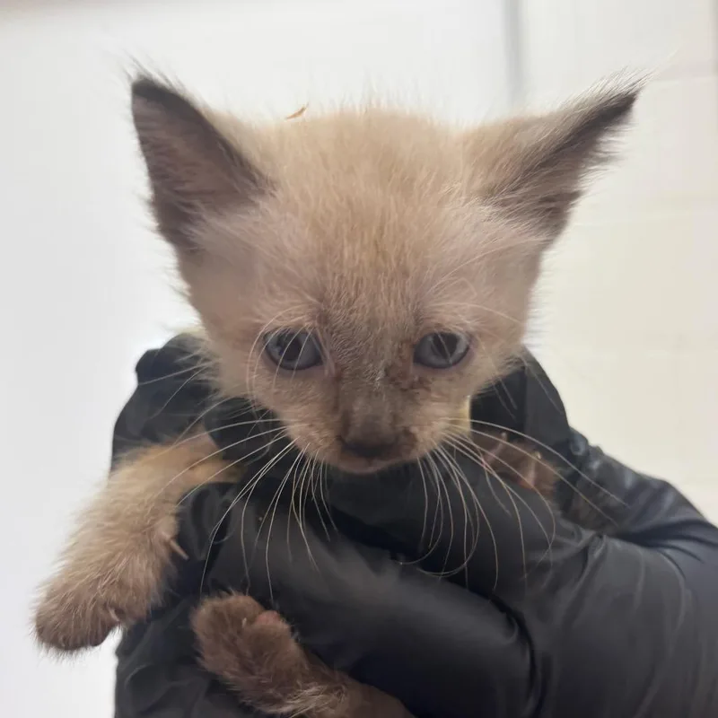 A baby small-sized female Siamese cat named Priscilla for adoption in Corpus Christi, TX