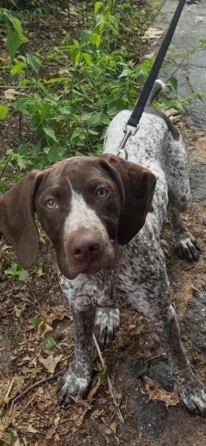 A baby medium-sized female German Shorthaired Pointer dog named Ava for adoption in Newaygo, MI