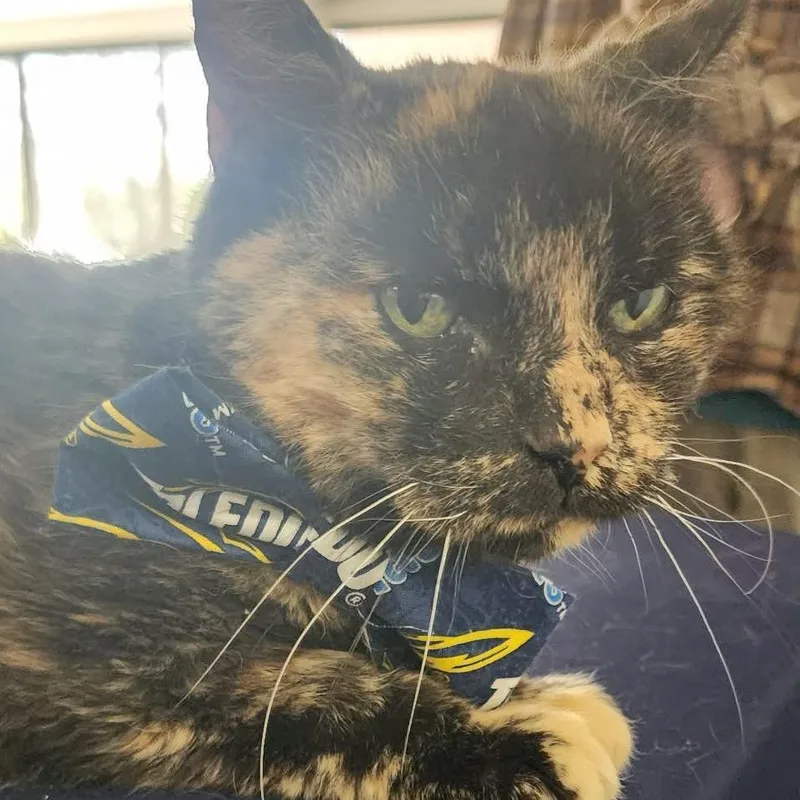 A senior small-sized female Tortoiseshell Domestic Short Hair cat named Marla for adoption in Toledo, OH