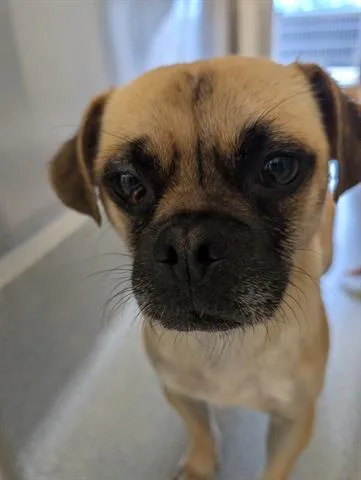 A young small-sized male Pug dog named Carson for adoption in San Martin, CA