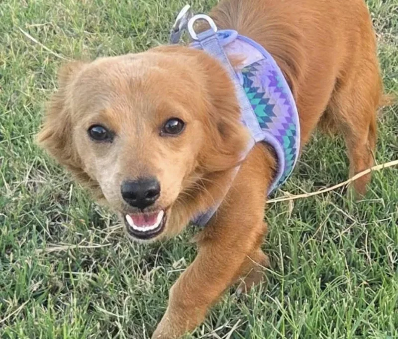 An adult small-sized male Golden Mixed Breed dog named Toffee for adoption in Santa Rosa, CA