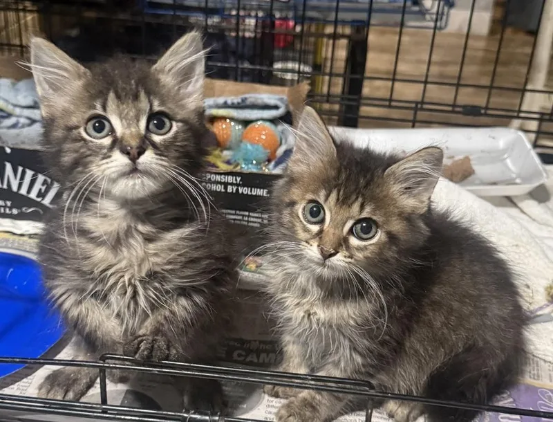 A baby small-sized male Domestic Long Hair cat named Stone for adoption in Albany, WI