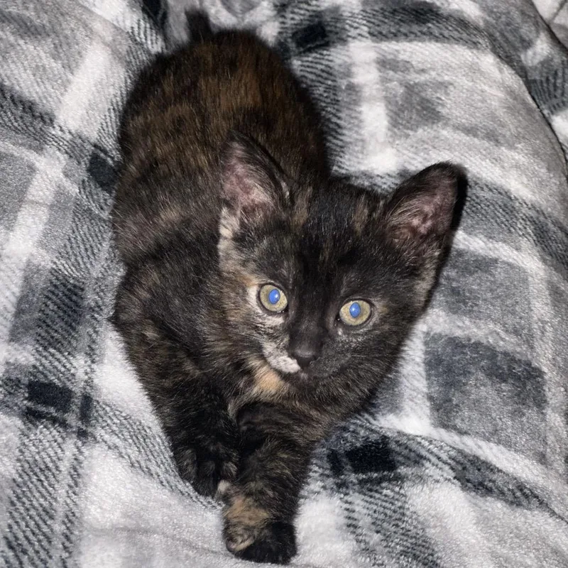 A baby small-sized female Tortoiseshell Domestic Short Hair cat named Tink for adoption in Granville, OH