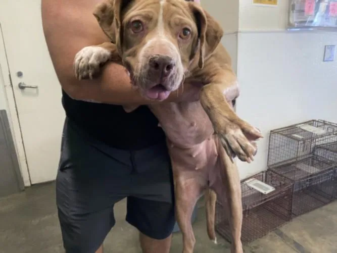 An adult large-sized female Pit Bull Terrier dog named Orea for adoption in Los Angeles, CA