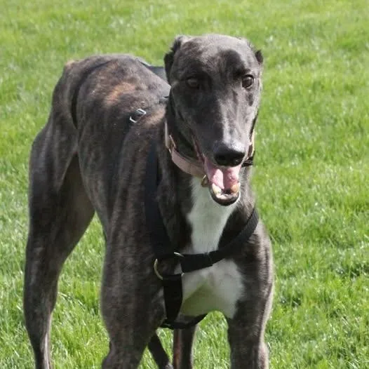 An adult large-sized male Greyhound dog named Andre for adoption in Goshen, IN