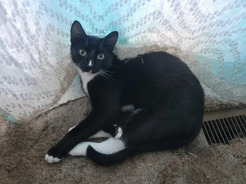 A young medium-sized male Black & White / Tuxedo Domestic Short Hair cat named Lucky for adoption in Seattle, WA