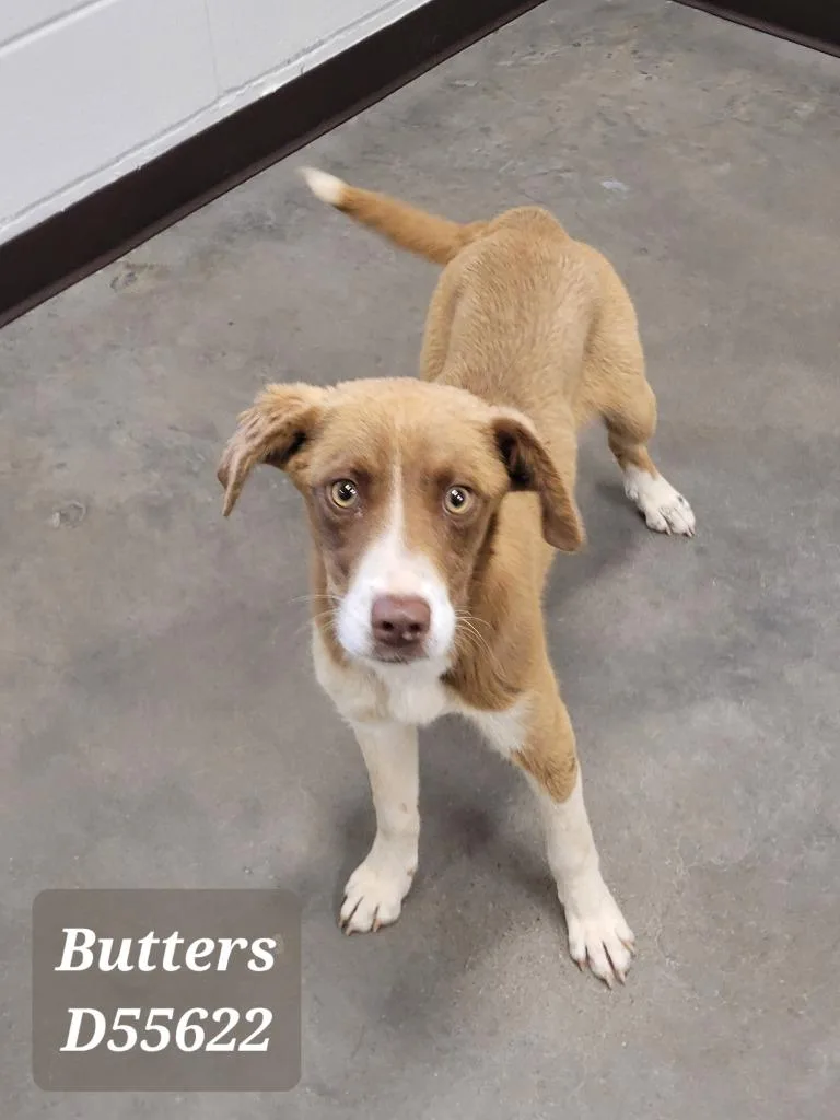 A baby medium-sized male Mixed Breed dog named Butters for adoption in Clarksville, TN