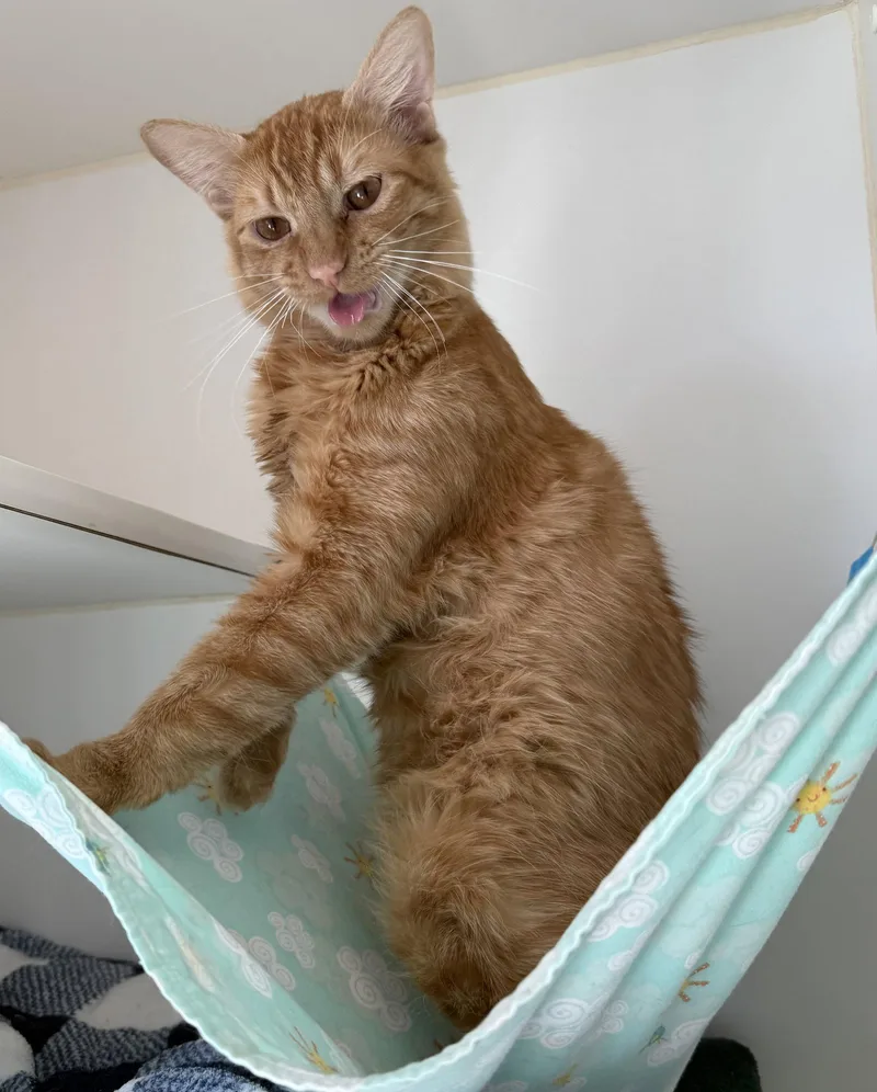 A young large-sized male Orange / Red Domestic Short Hair cat named Minou for adoption in Oakland, CA
