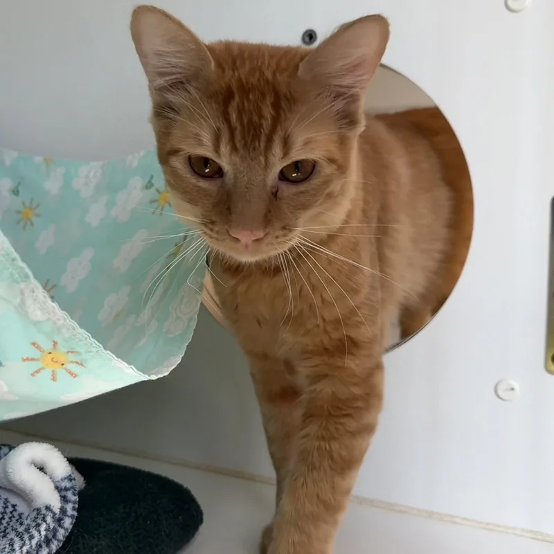 Minou thumbnail 2