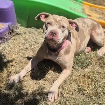 An adult medium-sized female Red / Chestnut / Orange Pit Bull Terrier dog named Roxy for adoption in Dover, AR