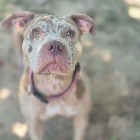 Roxy thumbnail 2