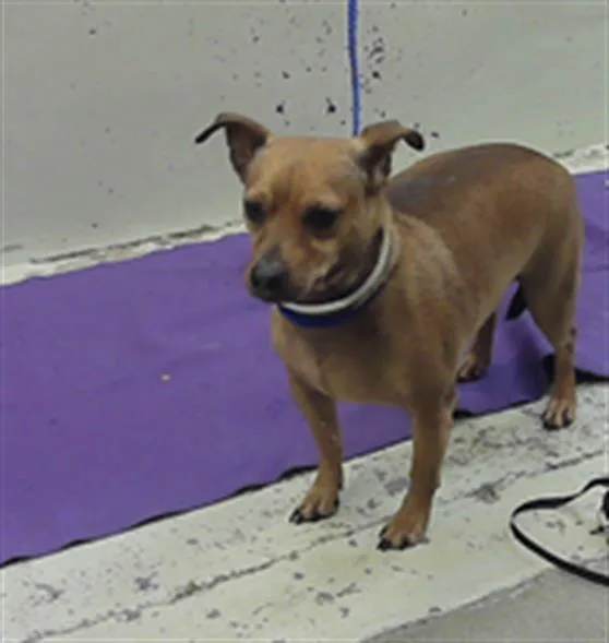 An adult medium-sized male Chihuahua dog named Leo for adoption in Houston, TX