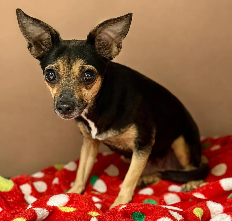 An adult small-sized female Tricolor (Brown, Black, & White) Chihuahua dog named Marla for adoption in Boca Raton, FL
