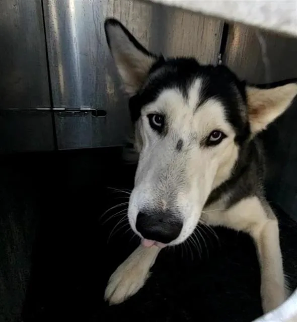 An adult large-sized male Husky dog named Austin for adoption in San Antonio, TX