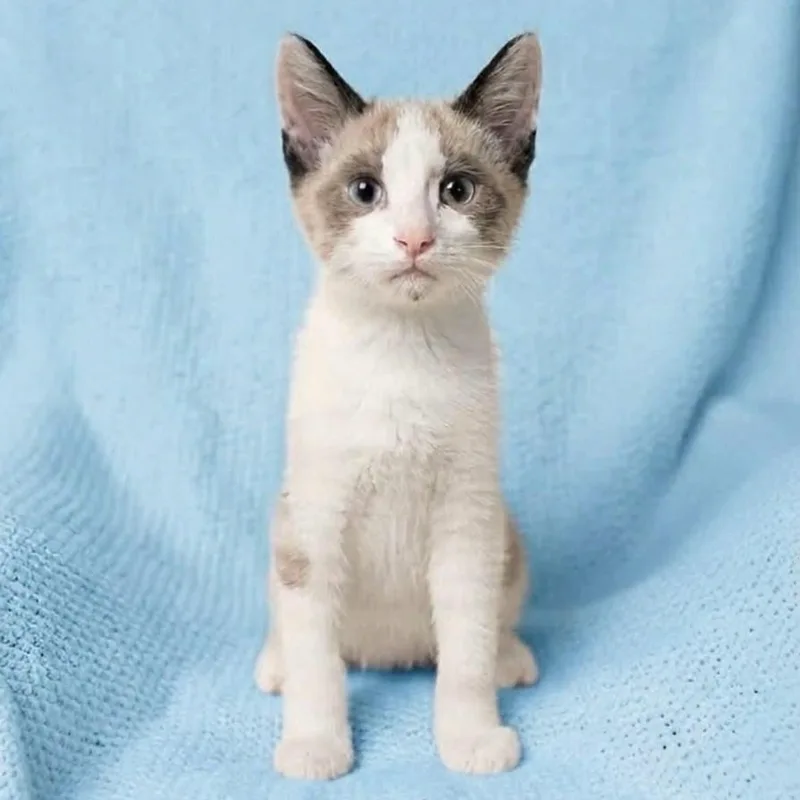 A baby medium-sized male Blue Point Siamese cat named Spicer for adoption in Wyandotte, MI