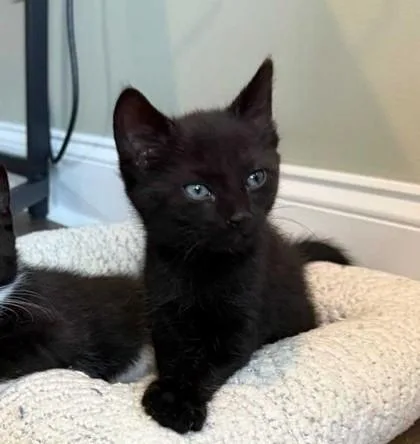 A baby small-sized male Domestic Short Hair cat named Jeff for adoption in Ringoes, NJ