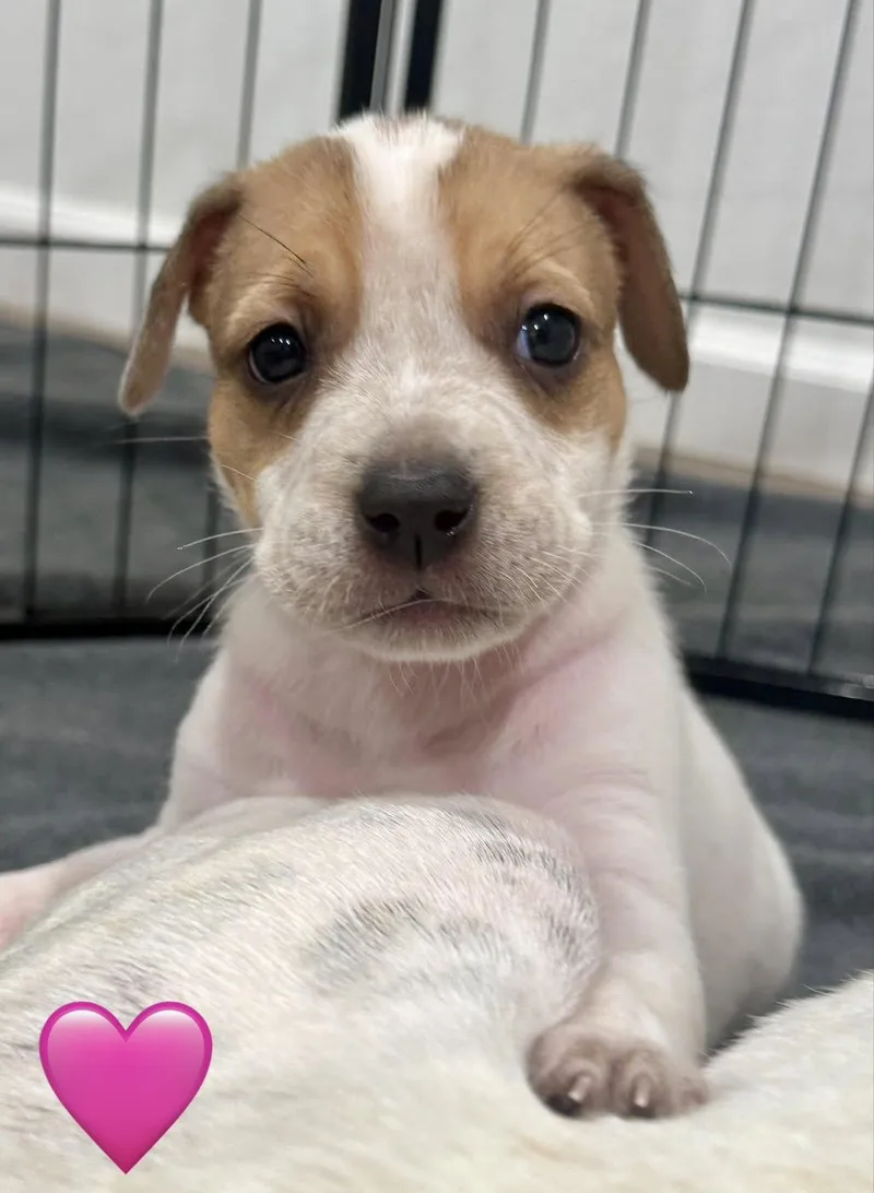 A baby medium-sized female Cattle Dog dog named Kiwi for adoption in Whittier, CA