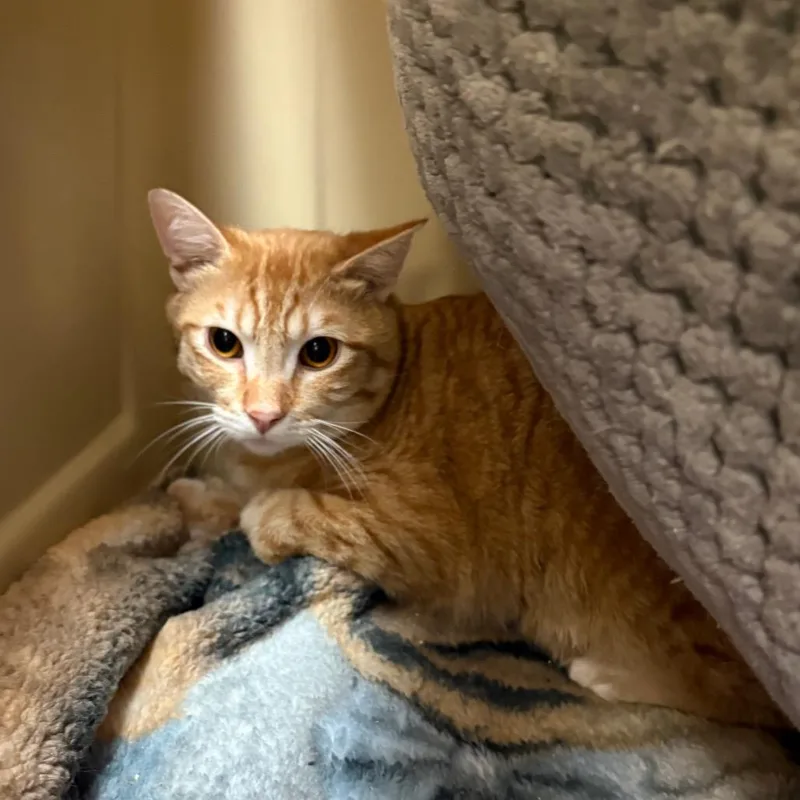 A young medium-sized male Orange / Red Domestic Short Hair cat named Goldfish for adoption in Spokane, WA