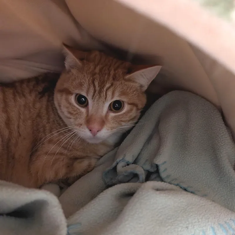 Goldfish thumbnail 2