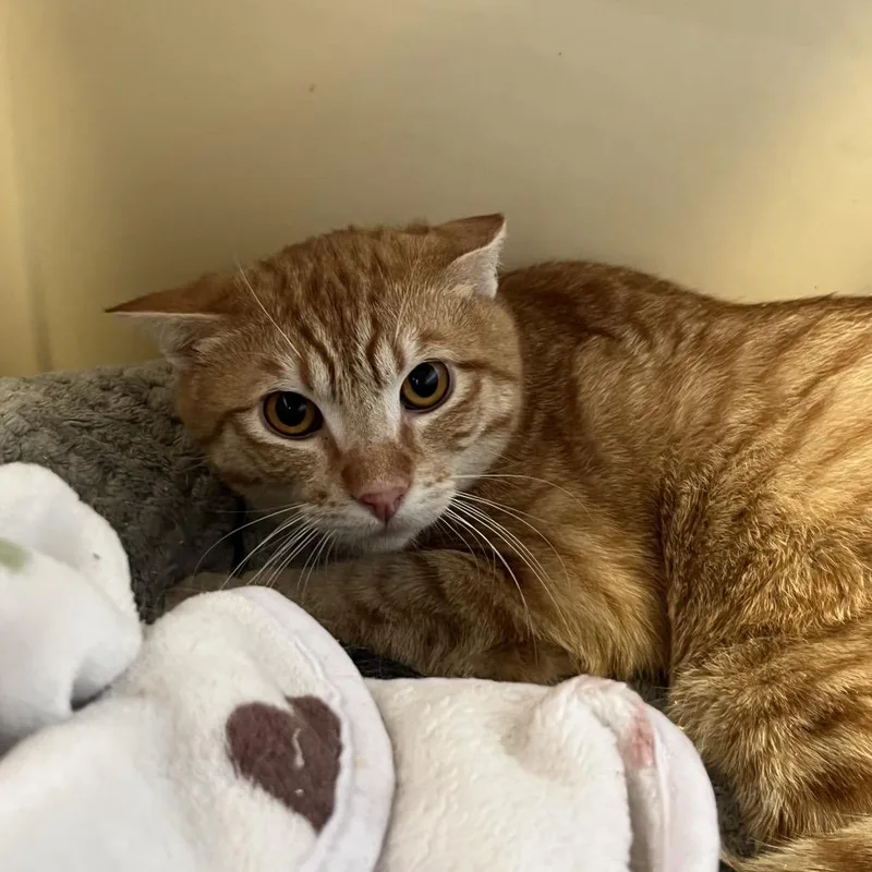 Goldfish thumbnail 3