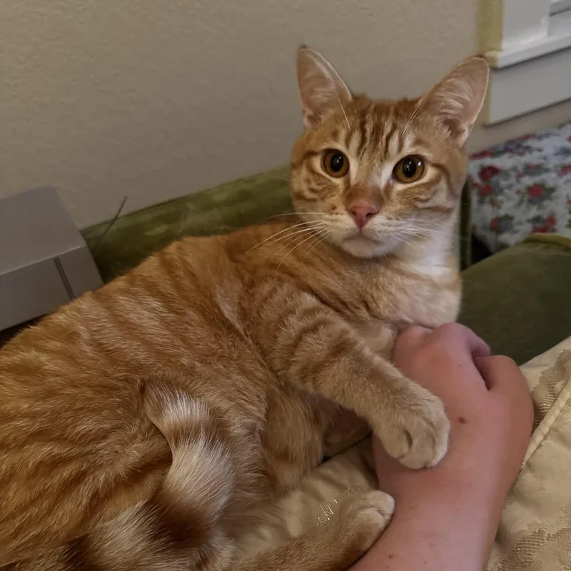 Goldfish thumbnail 4