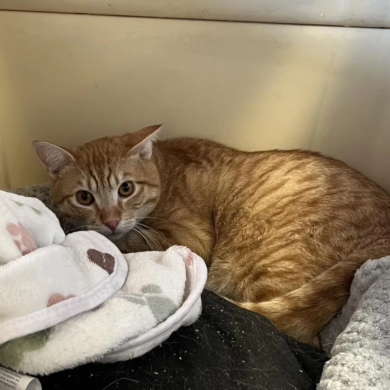 Goldfish thumbnail 5