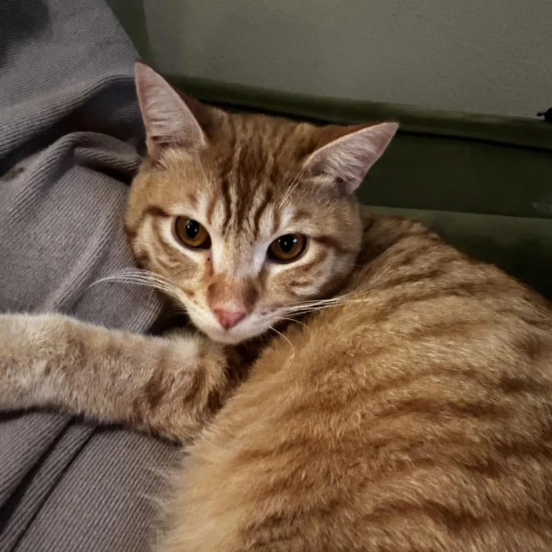 Goldfish thumbnail 6