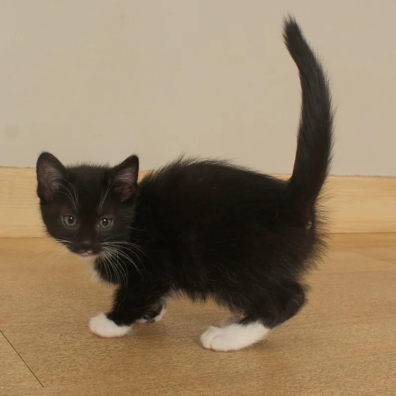 A baby small-sized male Domestic Medium Hair cat named Chris C for adoption in Minnetonka, MN