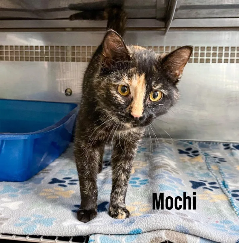 A young medium-sized female Domestic Short Hair cat named Mochi for adoption in Clearfield, KY