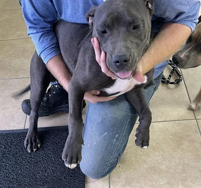 A young large-sized male American Staffordshire Terrier dog named Oakley for adoption in Fort Myers, FL