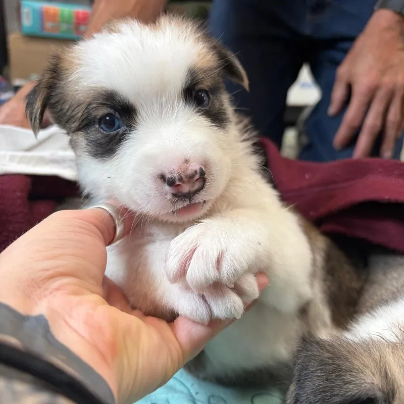 A baby medium-sized female Husky dog named Honey for adoption in Fredericksburg, TX