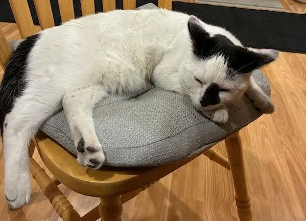 A young medium-sized male Domestic Short Hair cat named Casper for adoption in Williamsburg, IA