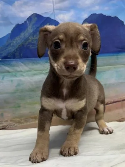A young small-sized female Chihuahua dog named Honey Bun for adoption in San Antonio, TX