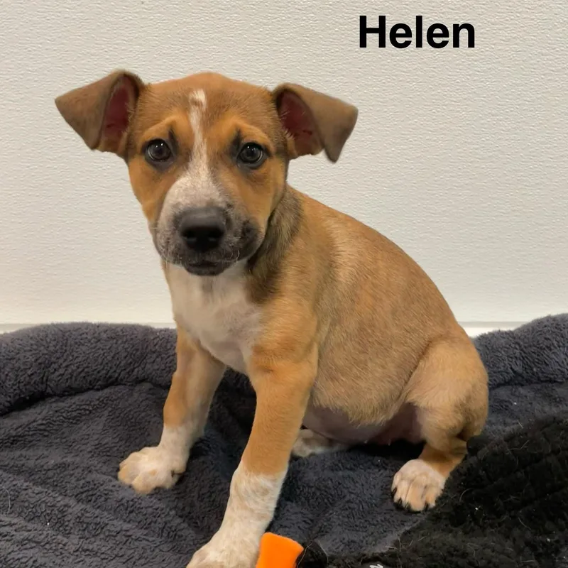A baby medium-sized female Tricolor (Brown, Black, & White) Australian Cattle Dog / Blue Heeler dog named Odyssey Litter for adoption in Friday Harbor, WA