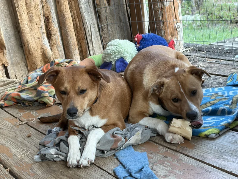 A young medium-sized male Yellow / Tan / Blond / Fawn Labrador Retriever dog named Cheezy And Wheezy for adoption in Dayton, TN