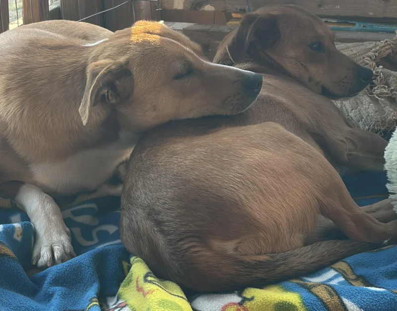 Cheezy And Wheezy thumbnail 2