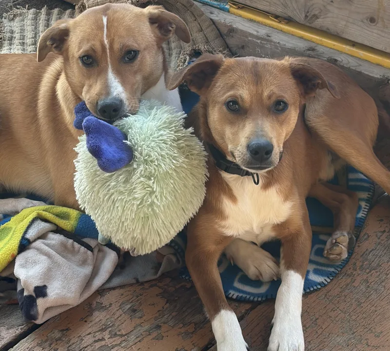 Cheezy And Wheezy thumbnail 3